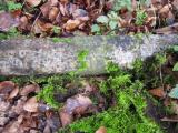 image of grave number 613336